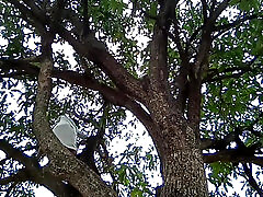 Mango tree and boy !